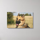 Recherche de deutscher art Schaferhund de deutscher