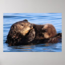 Recherche de animaux mer posters Loutre de mer