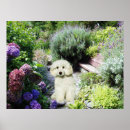 Recherche de standard poodle posters Canicule