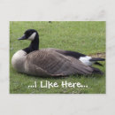 Recherche de canards sauvages cartes postales Nature