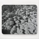 Recherche de sedum tapis souris Floral