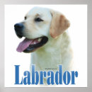 Recherche de laboratoires posters Dog