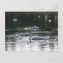 Recherche de lac cygne cartes postales Cygnes