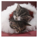 Recherche de chatons carreaux Animaux familiers