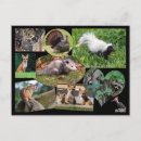 Recherche de ratons laveurs cartes postales Raton laveur