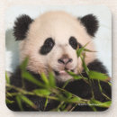 Recherche de panda géant dessous de verres Photographie animale