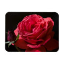 Recherche de rose rouge rouge magnets S'est levé
