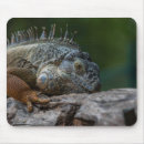 Recherche de lézards tapis souris Iguana