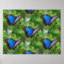 Recherche de papillons bleus art Motif