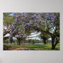 Recherche de jacaranda posters Fleurs