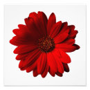 Recherche de gerbera rouge posters Marguerite