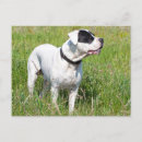 Recherche de dogo argentino cartes postales Pour tous