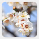 Recherche de arbre sakura autocollants Nature
