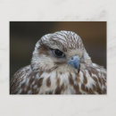 Recherche de prédateur cartes postales Sauvage