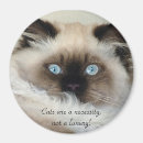 Recherche de birmans magnets Chats