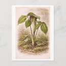 Recherche de arum cartes postales Vert