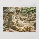 Recherche de suricate cartes postales Mignon