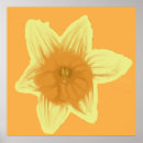 Recherche de jonquilles posters Jaune