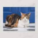 Recherche de chat grec cartes postales Île