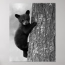 Recherche de cabane dans un arbre posters Ours
