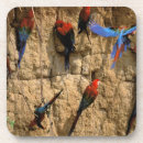 Recherche de manu Amérique du sud