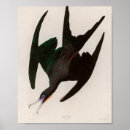 Recherche de vintage bird art Oiseaux d'amérique
