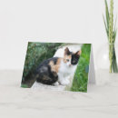 Recherche de humour petite correspondances cartes Chat