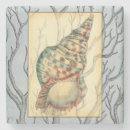 Recherche de coquillage dessous de verres Nature
