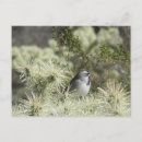 Recherche de moineau cartes postales Animal