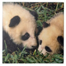 Recherche de pandas carreaux Bébé