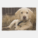 Recherche de labrador retriever cuisine linges Chiot