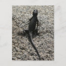 Recherche de photo de lézard cartes postales Photographie