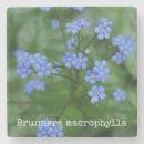 Recherche de myosotis dessous de verres Botanique