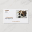 Recherche de st bernard cartes visite Chien
