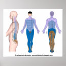 Recherche de colonne vertebrale art Anatomie