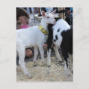 Recherche de chèvre blanche cartes postales Ferme