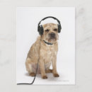 Recherche de casque cartes postales Animaux