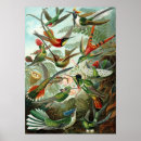 Recherche de vogel posters Vintage