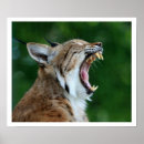 Recherche de de lynx art Faune