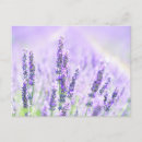 Recherche de été cartes postales Rose