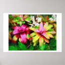 Recherche de bromeliad Broméliade
