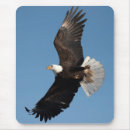 Recherche de oiseau vol tapis souris Haliaeetus leucocephalus