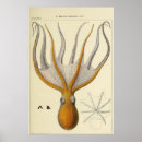 Recherche de dessin de poulpe posters Océan