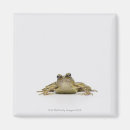 Recherche de photo de grenouille magnets Animaux