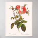 Recherche de rosa posters Jardin