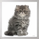 Recherche de chat persan posters Animaux