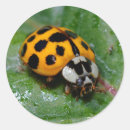 Recherche de coccinelle jaune autocollants Coléoptère
