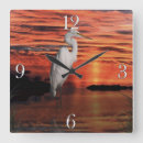 Recherche de furets horloges Faune
