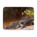 Recherche de d alligator magnets Parc national