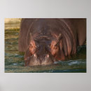 Recherche de hippopotame art Nature